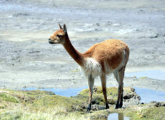 Guanaco Guanaco