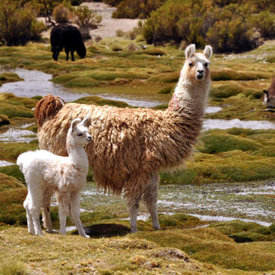 Llamas Llamas