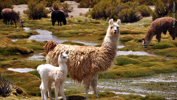 Llamas Llamas