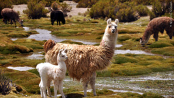 Llamas Llamas