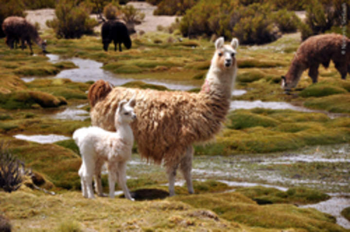 Llamas Llamas
