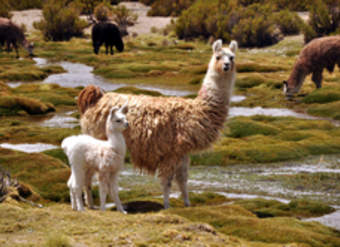 Llamas Llamas