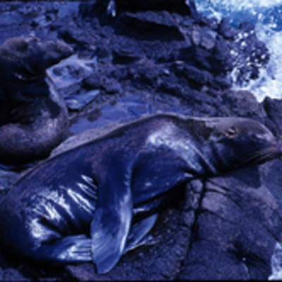 Lobos isla Robinson Crusoe Lobos isla Robinson Crusoe