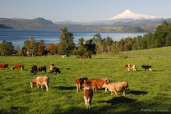 Panguipulli Panguipulli