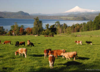 Panguipulli Panguipulli