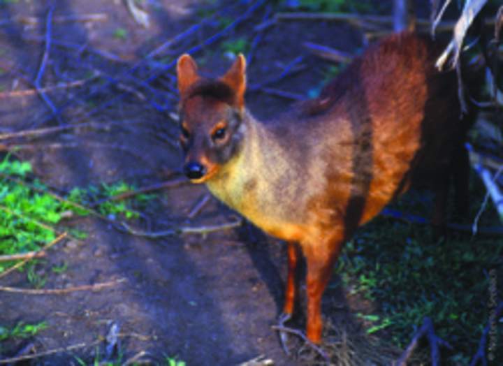 Pudú Pudú