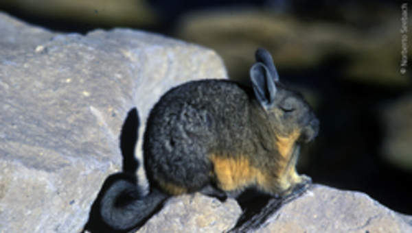 Vizcacha Vizcacha