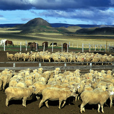 Magallanes Magallanes