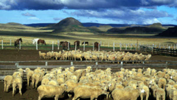 Magallanes Magallanes