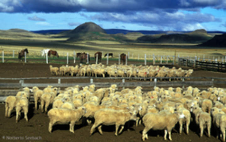 Magallanes Magallanes