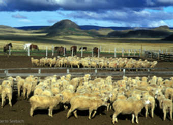 Magallanes Magallanes