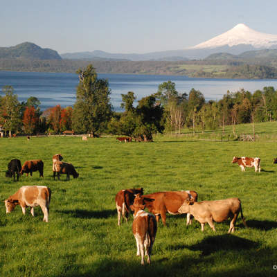 Panguipulli Panguipulli