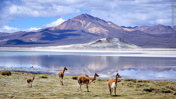 Salar Salar