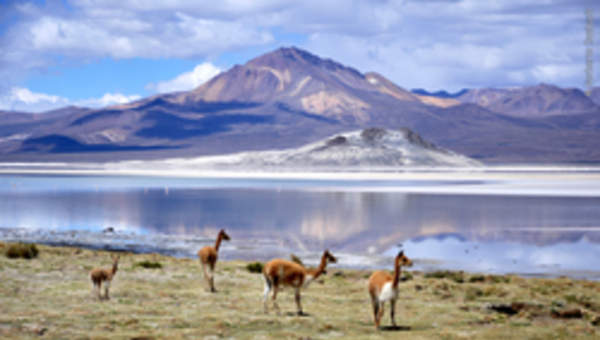 Salar Salar