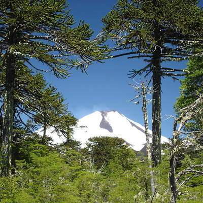 Conguillío Conguillío