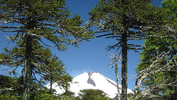 Conguillío Conguillío