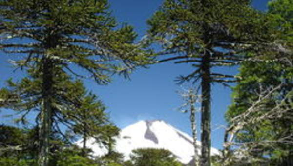 Conguillío Conguillío