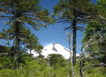 Conguillío Conguillío