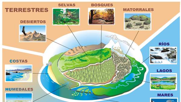 Ecosistemas Ecosistemas