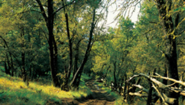 Camino Guayalí Camino Guayalí