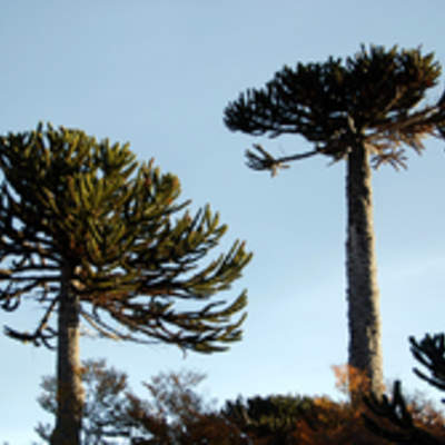 Araucaria Araucaria