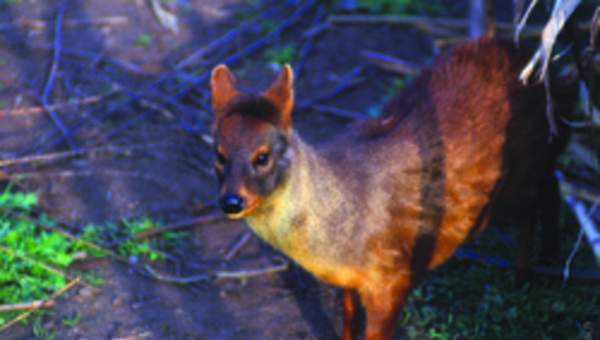 Pudú Pudú