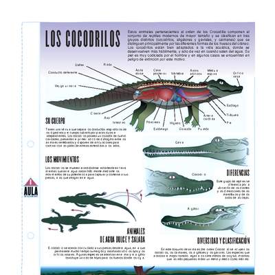 Cocodrilos Cocodrilos