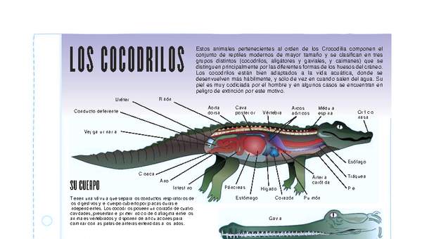 Cocodrilos Cocodrilos