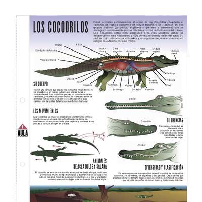 Cocodrilos Cocodrilos