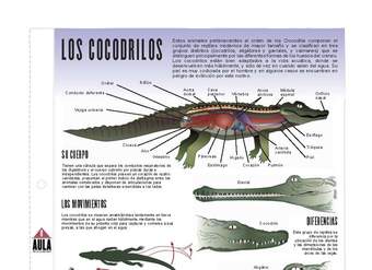 Cocodrilos Cocodrilos