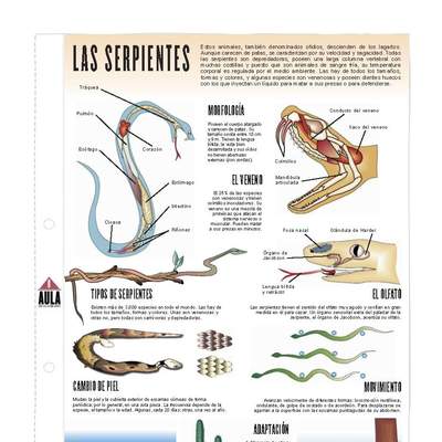 Serpientes Serpientes