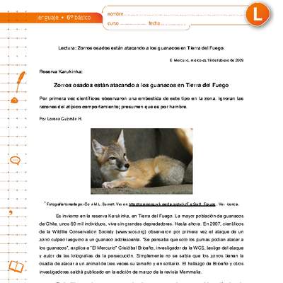 Zorros osados están atacando a los guanacos en Tierra del Fuego Zorros osados están atacando a los guanacos en Tierra del Fuego