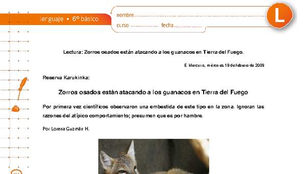 Zorros osados están atacando a los guanacos en Tierra del Fuego Zorros osados están atacando a los guanacos en Tierra del Fuego