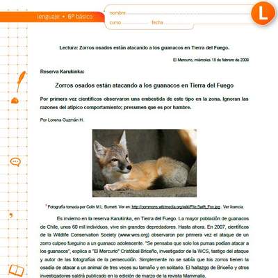 Zorros osados están atacando a los guanacos en Tierra del Fuego Zorros osados están atacando a los guanacos en Tierra del Fuego