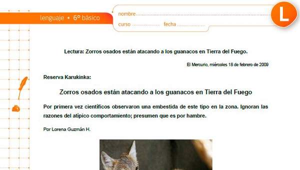 Zorros osados están atacando a los guanacos en Tierra del Fuego Zorros osados están atacando a los guanacos en Tierra del Fuego