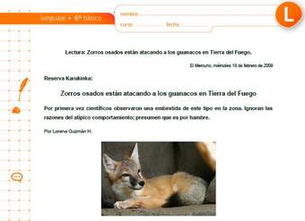 Zorros osados están atacando a los guanacos en Tierra del Fuego Zorros osados están atacando a los guanacos en Tierra del Fuego