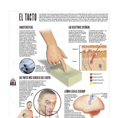 El tacto El tacto