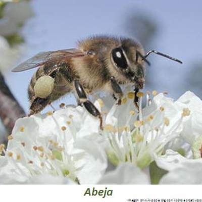 Abeja Abeja