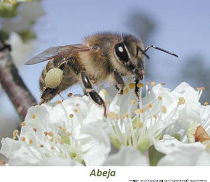 Abeja Abeja