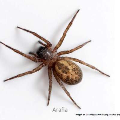 Araña Araña