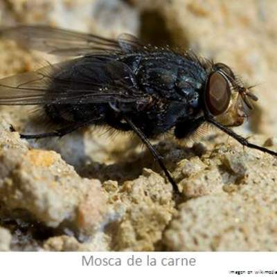 Mosca Mosca