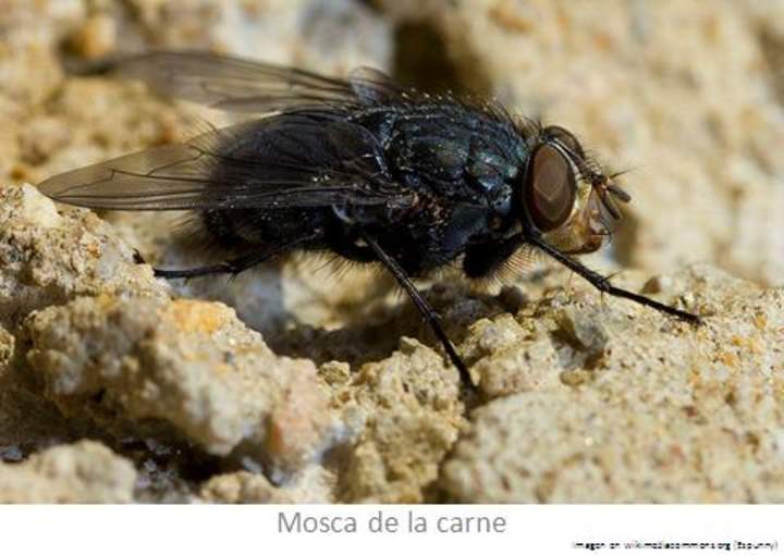 Mosca Mosca