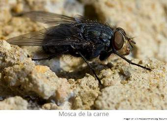 Mosca Mosca