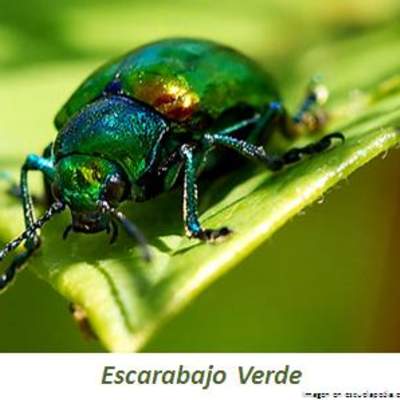 Escarabajo verde Escarabajo verde