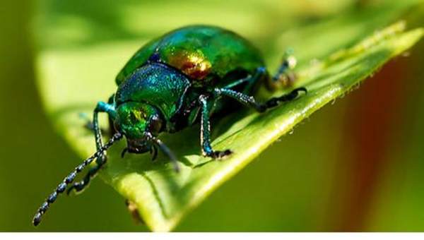 Escarabajo verde Escarabajo verde