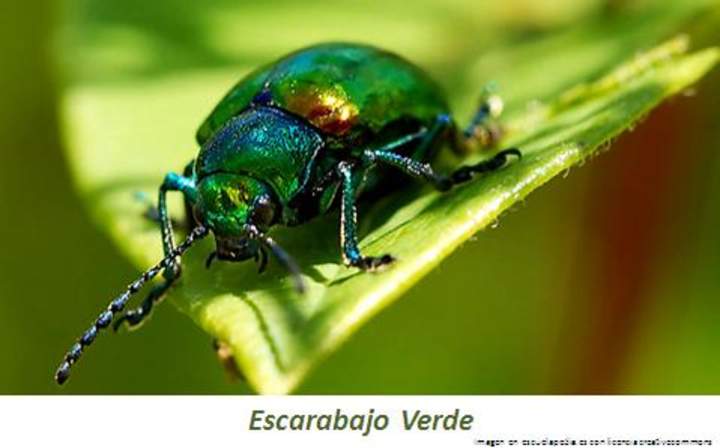 Escarabajo verde Escarabajo verde