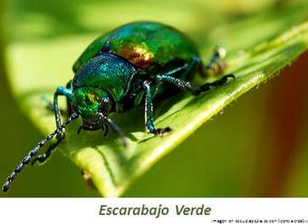 Escarabajo verde Escarabajo verde