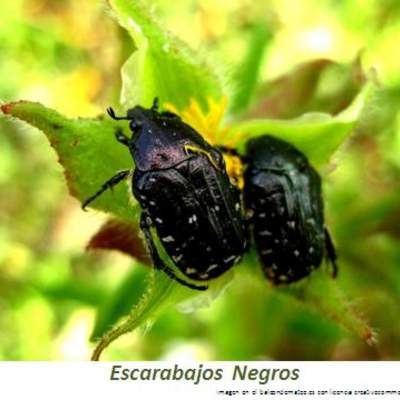Escarabajos negros Escarabajos negros