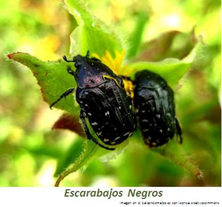 Escarabajos negros Escarabajos negros