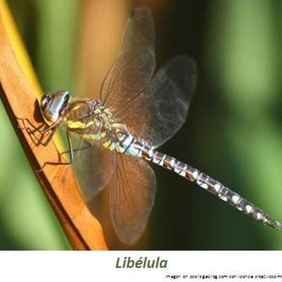 Libélula Libélula